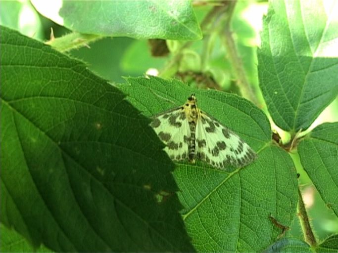 Brennnesselzünsler ( Eurrhypara hortulata ) : Moers, in unserem Garten, 13.07.2005